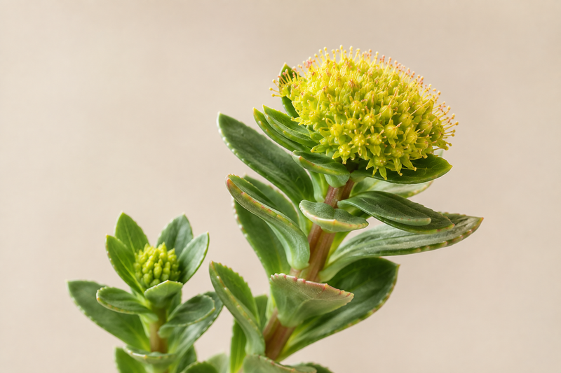 Η ΕΠΙΣΤΗΜΗ ΤΗΣ RHODIOLA ROSEA